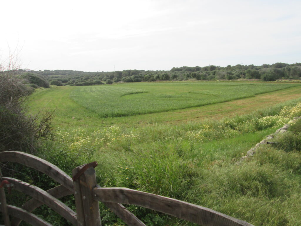 Proyectos de sistemas naturales de depuración de aguas