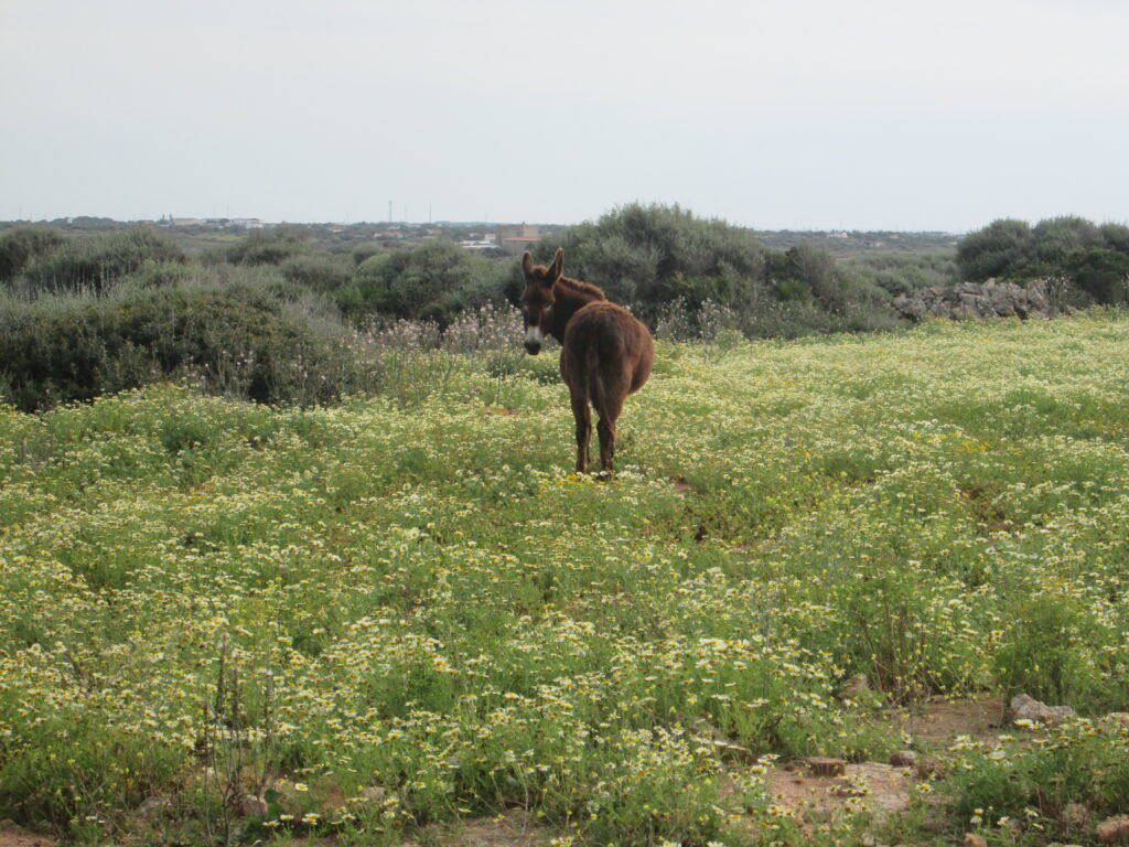 estudios de impacto ambiental en mallorca